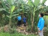 Hỗ trợ thanh niên khởi nghiệp với dự án trồng chuối chát