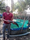Phù Mỹ: Thanh niên sản xuất kinh doanh giỏi huyện Phù Mỹ đầu tư mô hình nuôi cá lóc thương phẩm từ vốn vay Giải quyết việc làm của Ngân hàng CSXH huyện